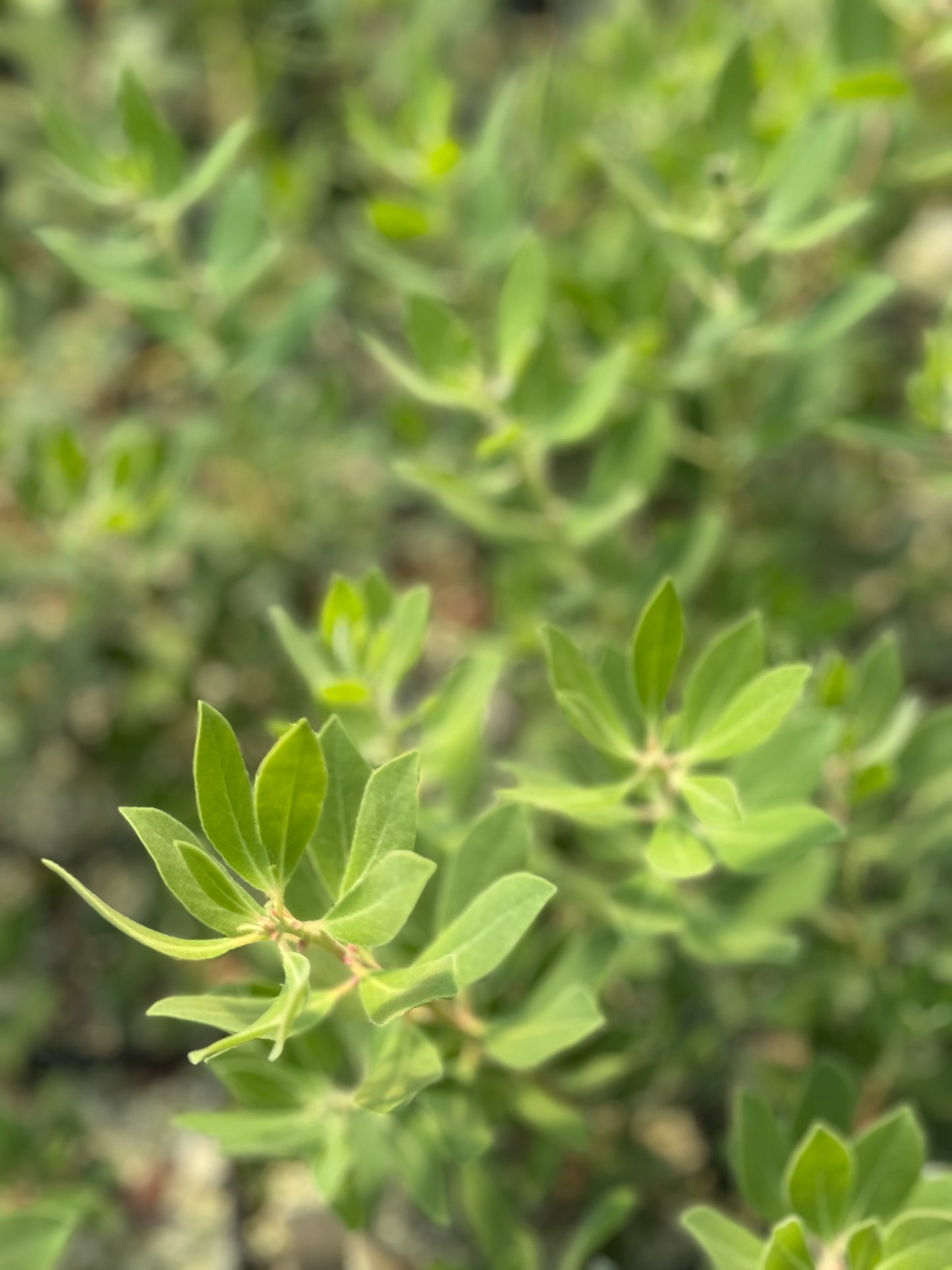 Arctostaphylos columbiana x nevadensis 'Ramona'