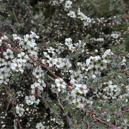 *RETAIL - Leptospermum lanigerum