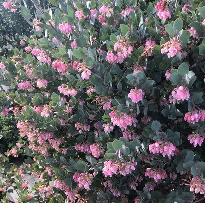 *RETAIL - Arctostaphylos pajaroensis 'Warren Roberts'