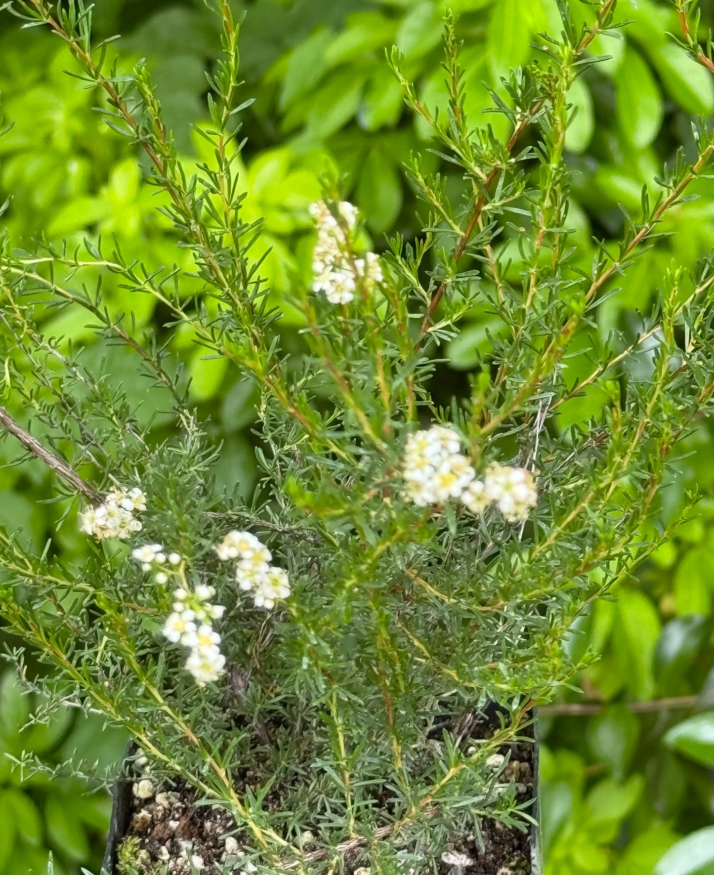 Adenostoma fasciculatum