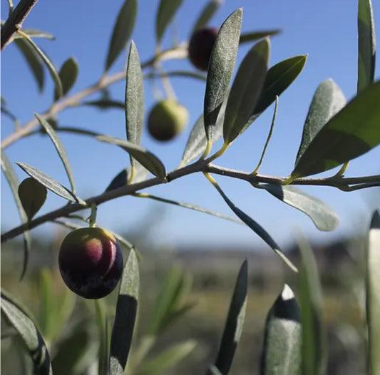 *RETAIL - Olea europaea 'Arbequina'