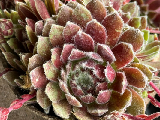 Sempervivum 'Pacific Grace'