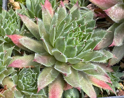 Sempervivum 'Rojin'