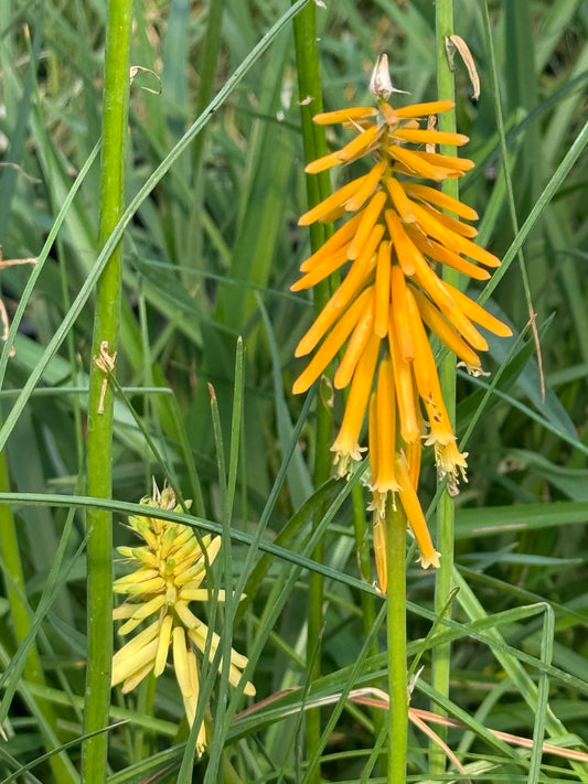 Kniphofia galpinii