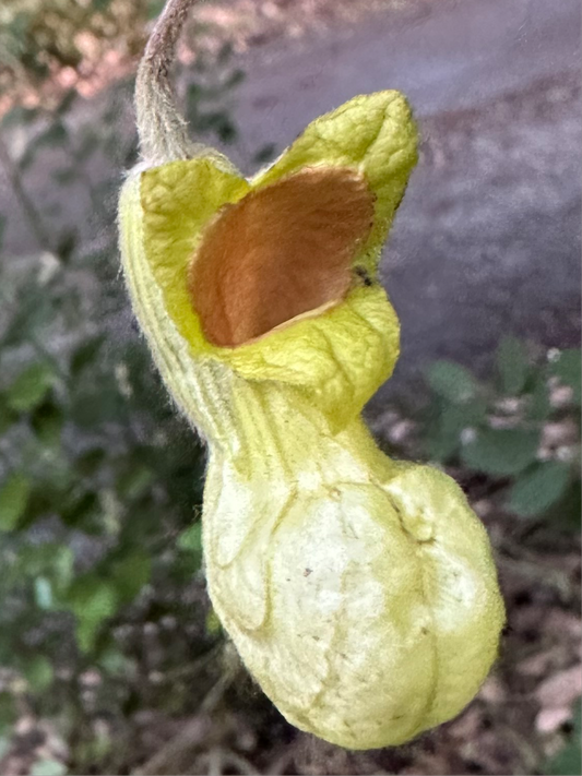 *RETAIL - Aristolochia californica