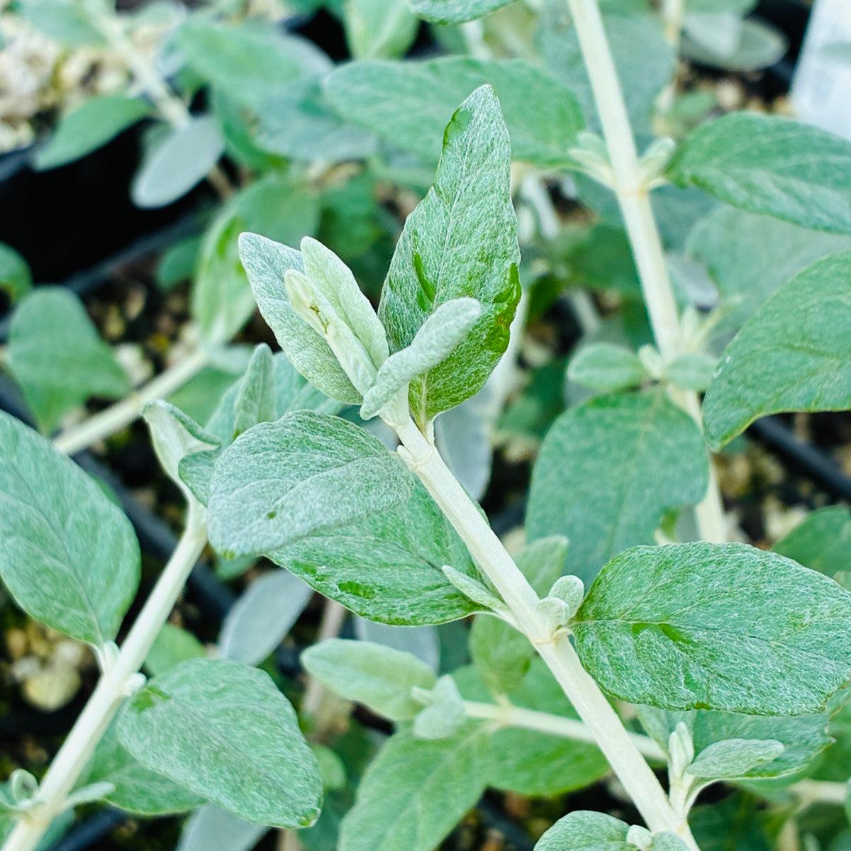 Teucrium fruticans 'Azureum'