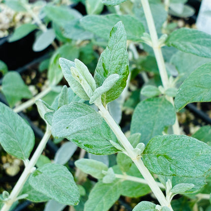Teucrium fruticans 'Azureum'