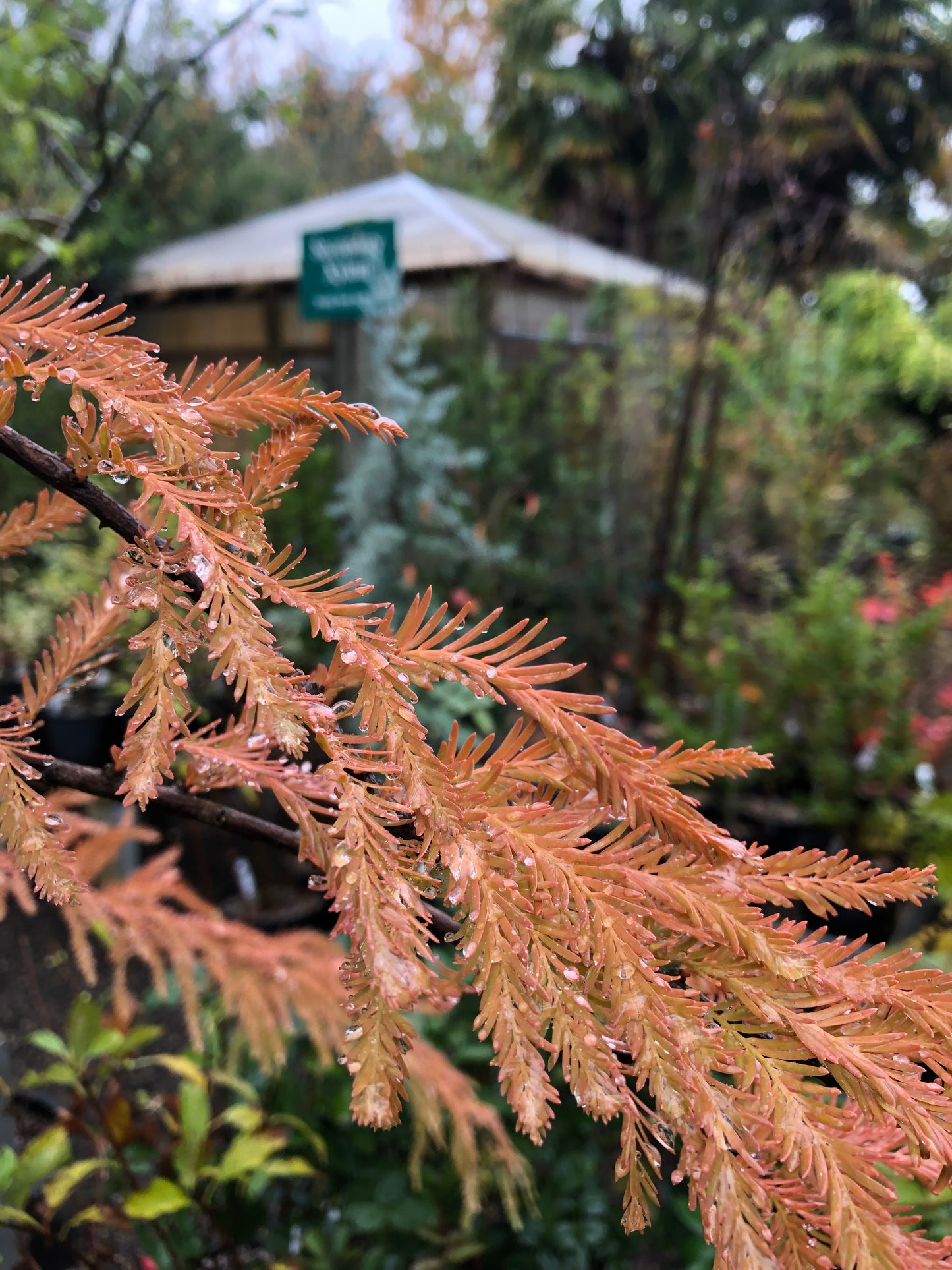 *RETAIL - Taxodium distichum var. imbricatum