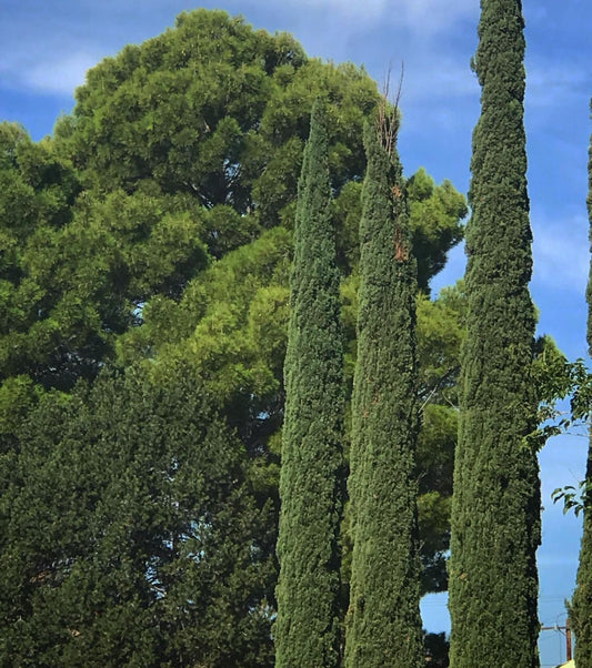 *RETAIL - Cupressus sempervirens 'Stricta'