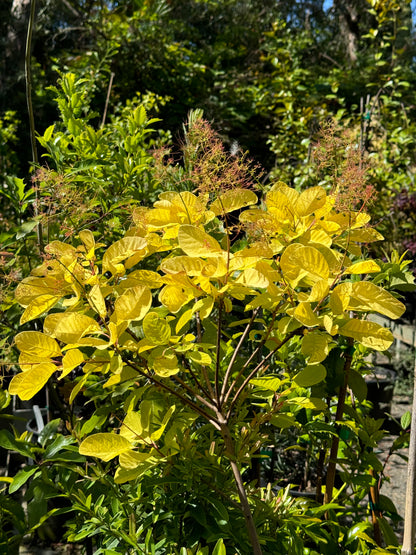 *RETAIL - Cotinus coggygria 'Golden Spirit'