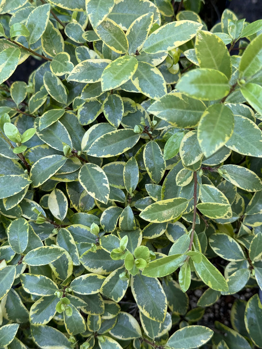 *RETAIL - Pittosporum tenuifolium 'Diamond'