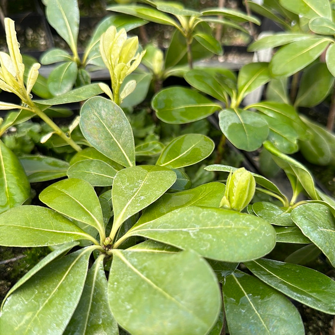 Pittosporum tobira 'Dr. Yakoi’