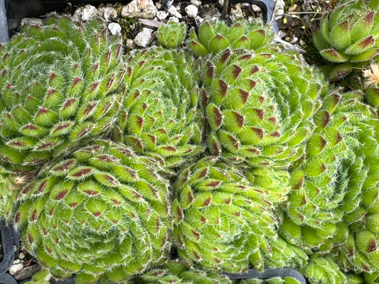 Sempervivum ciliosum