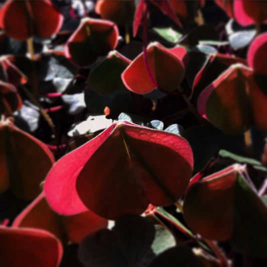 *RETAIL - Oxalis oregana 'Klamath Ruby'