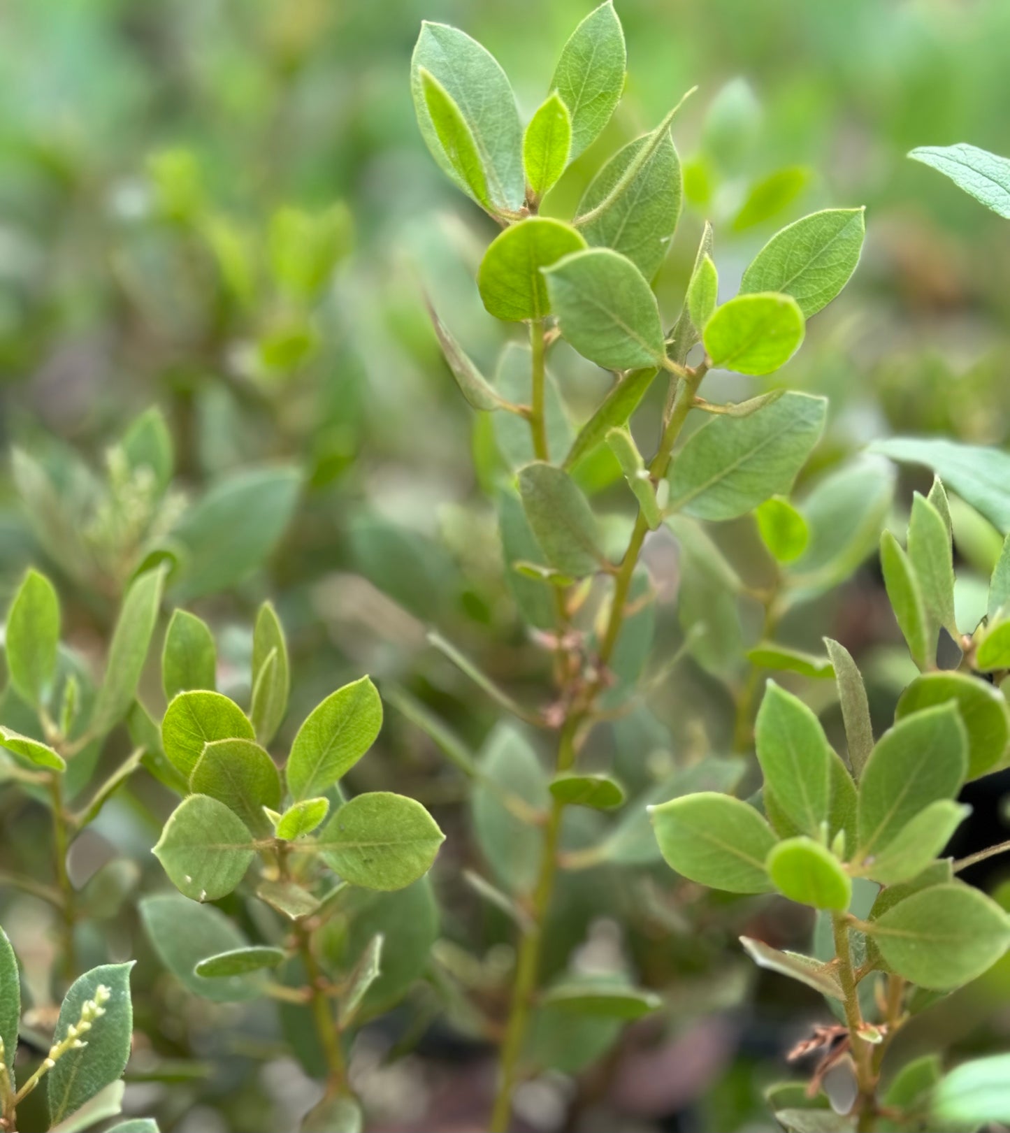 Arctostaphylos hispidula