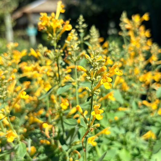 *RETAIL - Agastache 'Arizona™ Sun’