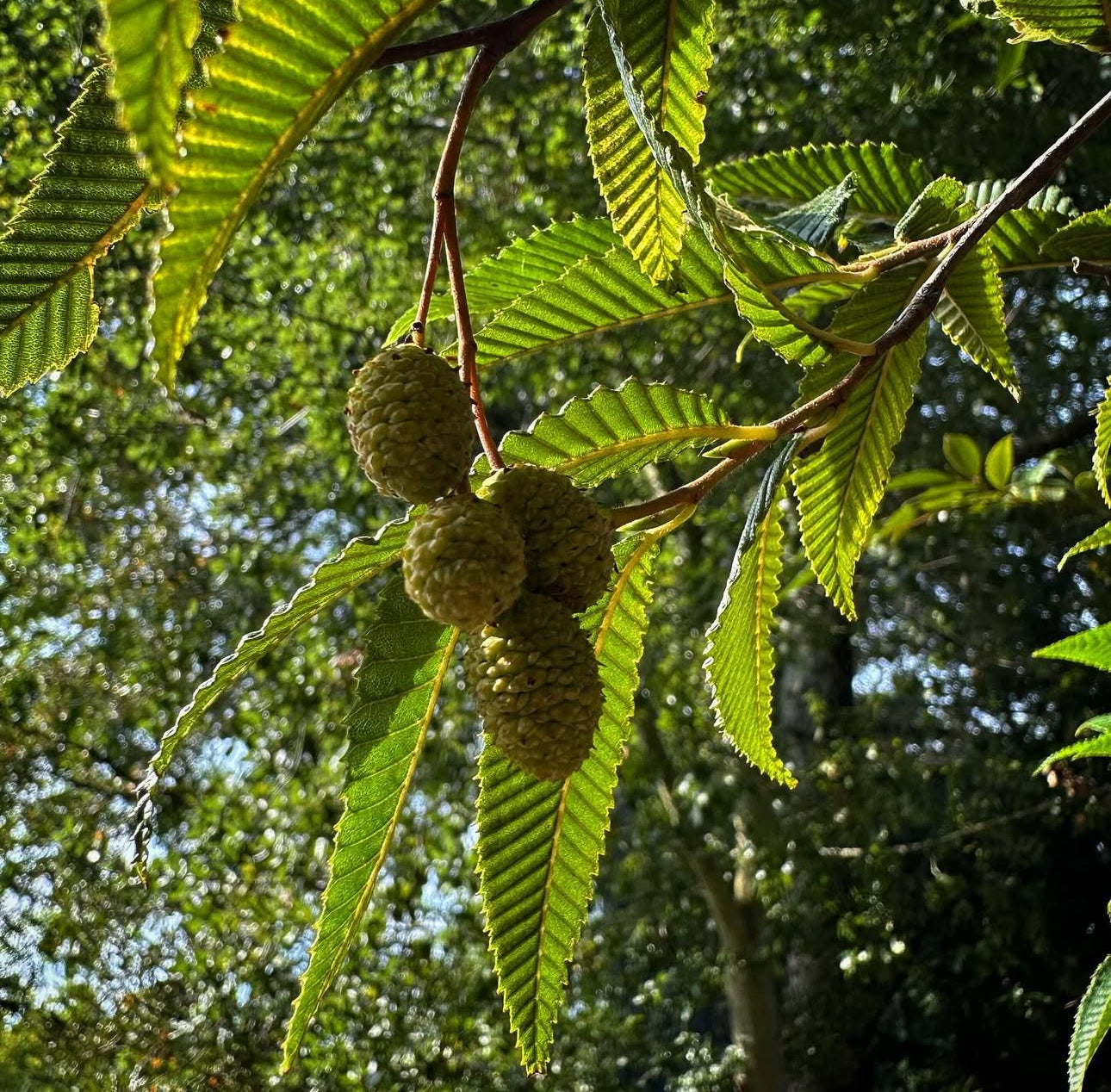 *RETAIL - Alnus firma