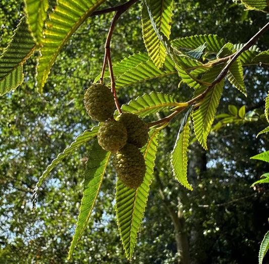 *RETAIL - Alnus firma