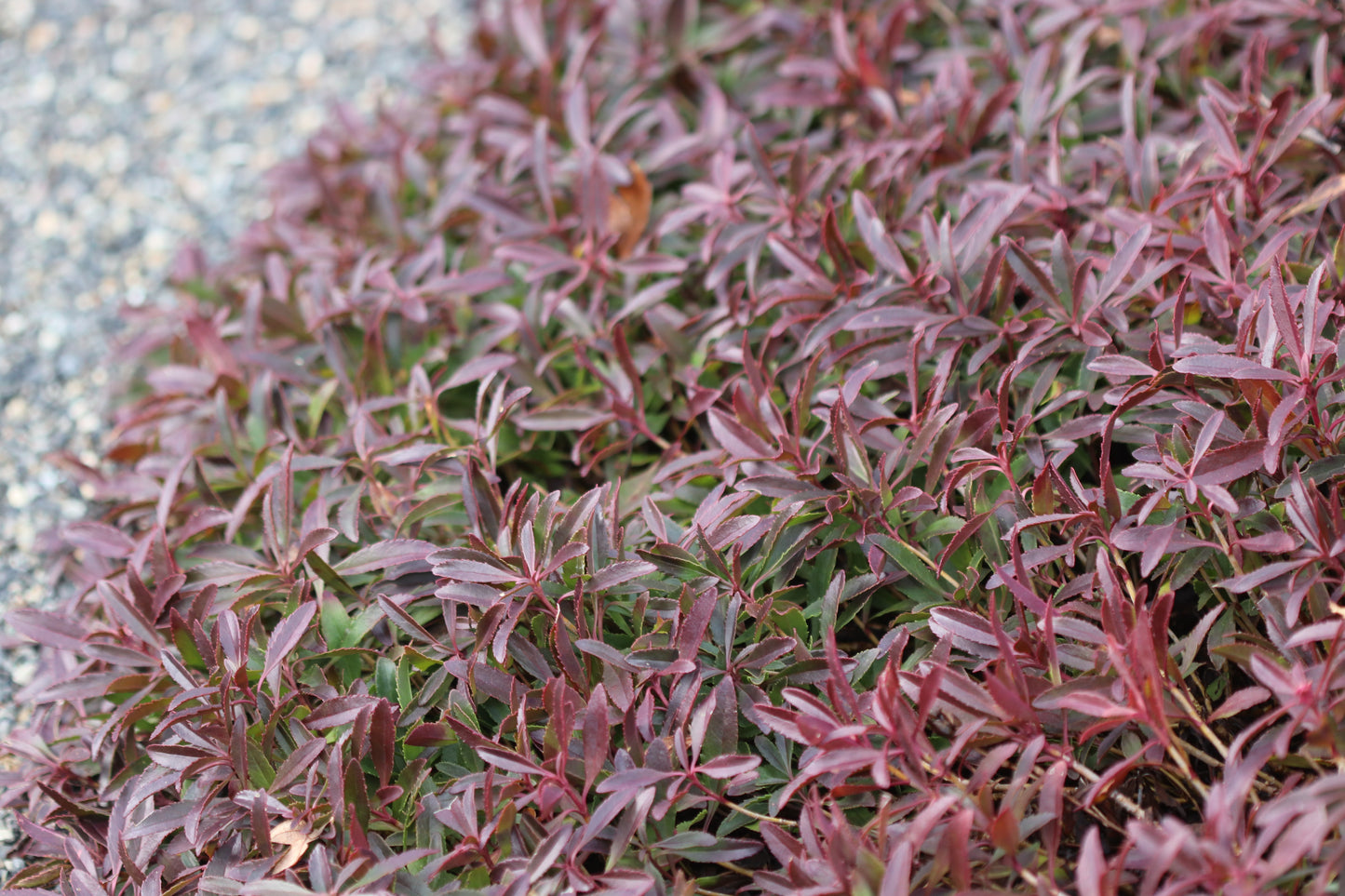 *RETAIL - Penstemon cardwellii