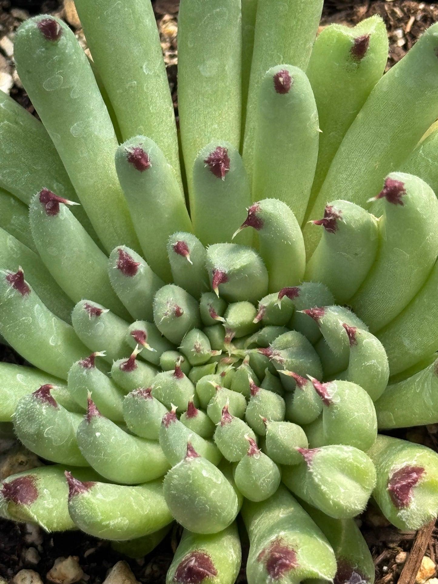 *RETAIL - Sempervivum calcareum ‘Monstrosum'