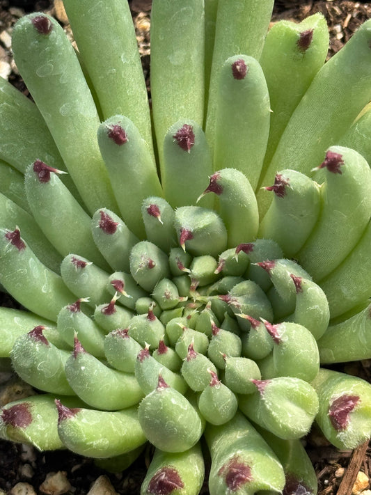 *RETAIL - Sempervivum calcareum ‘Monstrosum'