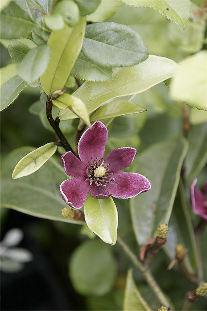 Magnolia figo var. crassipes 'Velvet Cloak'