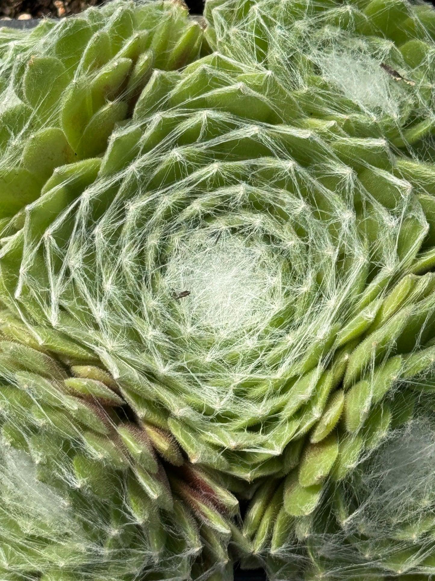 *RETAIL - Sempervivum arachnoideum 'Cebenense'