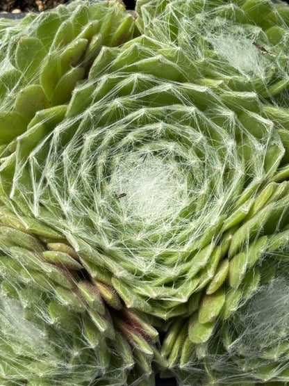 *RETAIL - Sempervivum arachnoideum 'Cebenense'