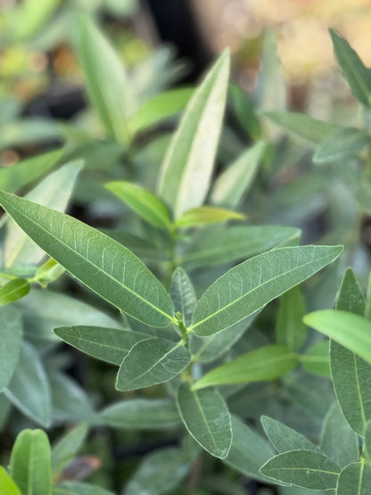 Umbellularia californica [Walker Ridge]