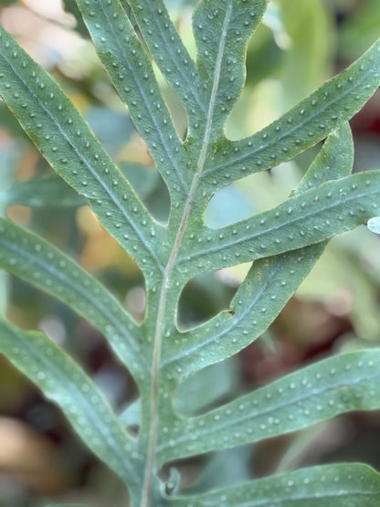 Phlebodium pseudoaureum