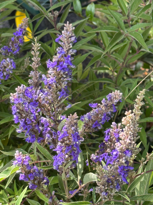 *RETAIL - Vitex agnus-castus