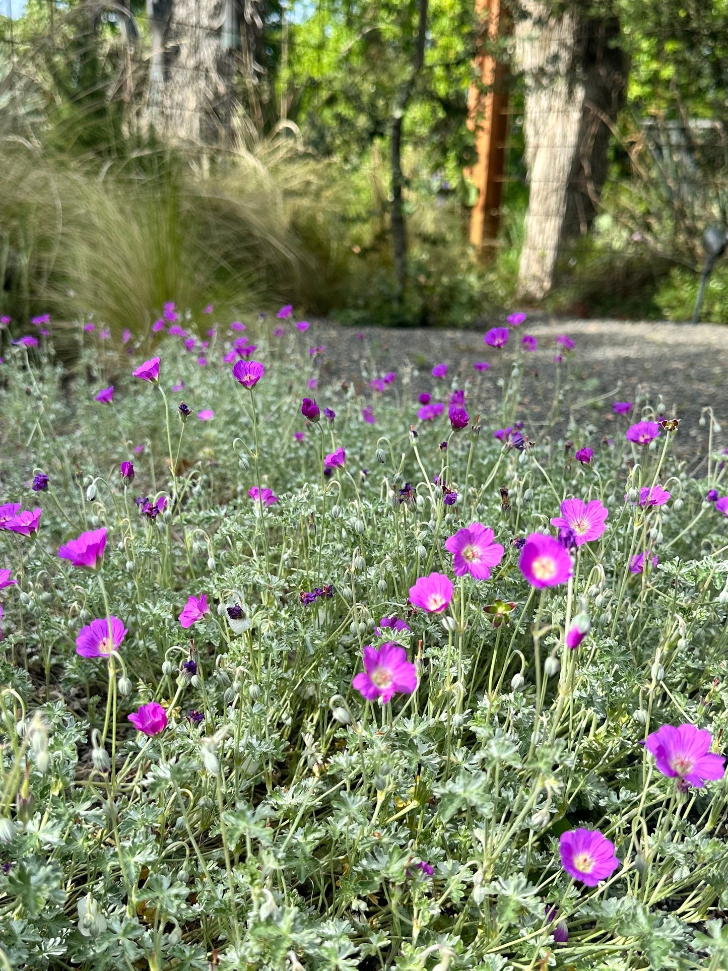 Geranium harveyi