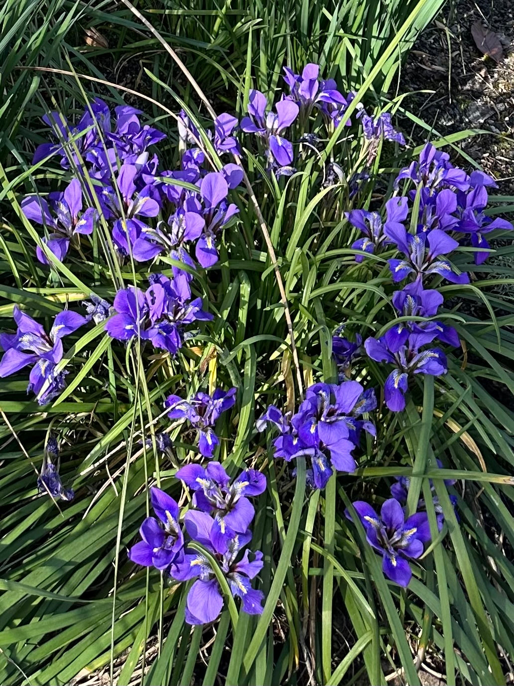 Iris unguicularis