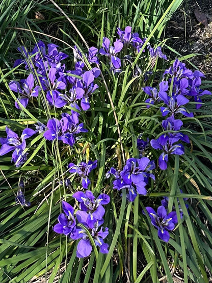 Iris unguicularis