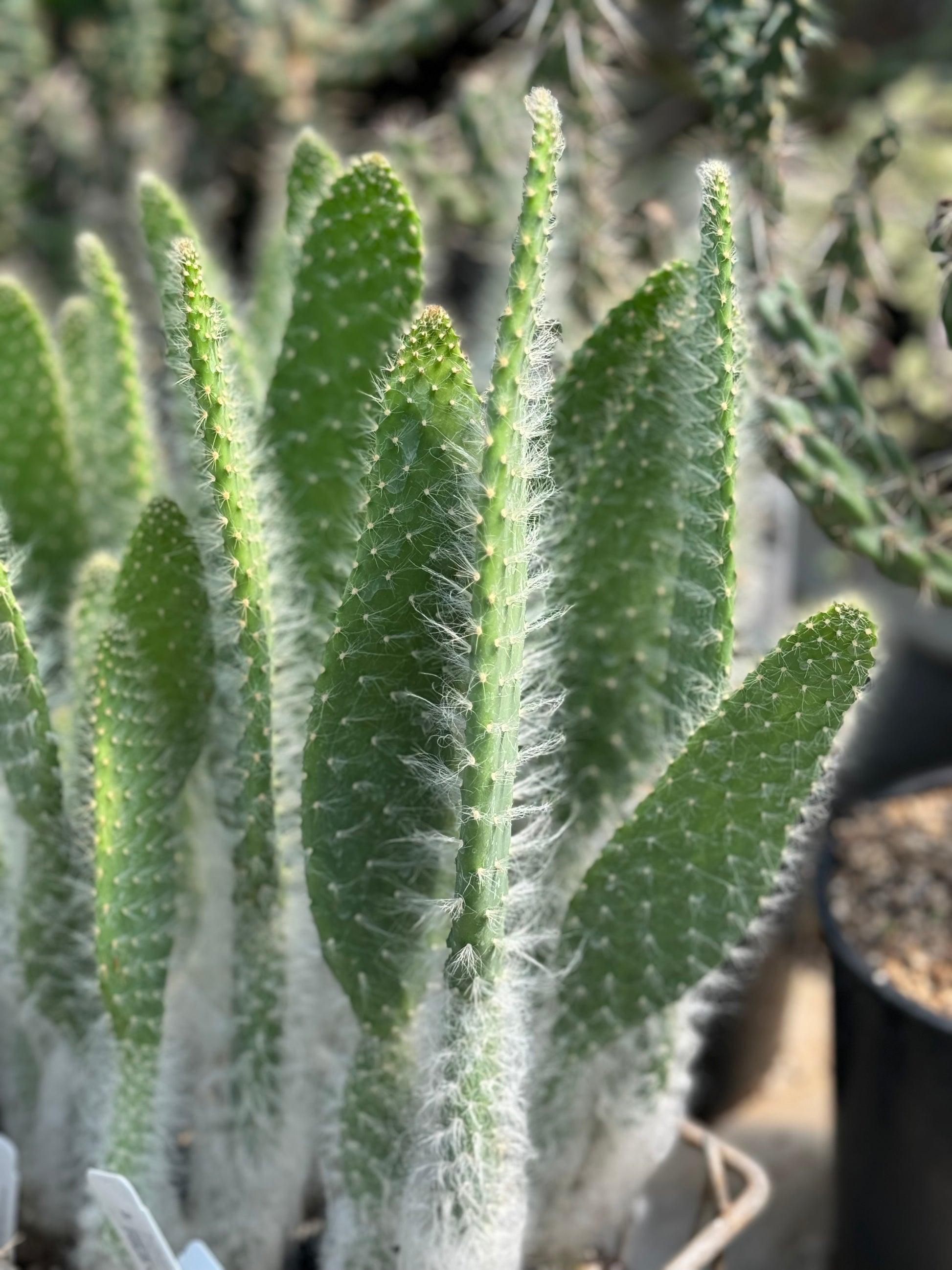 snowy prickly pear cactus RETAIL