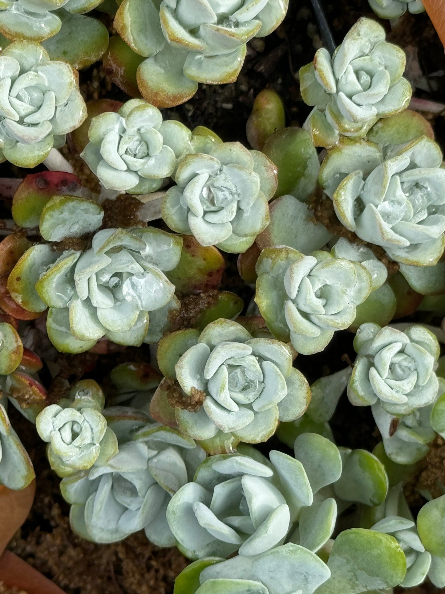 *RETAIL - Sedum obtusatum 'Blue Bear'