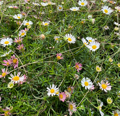 *RETAIL - Erigeron karvinskianus