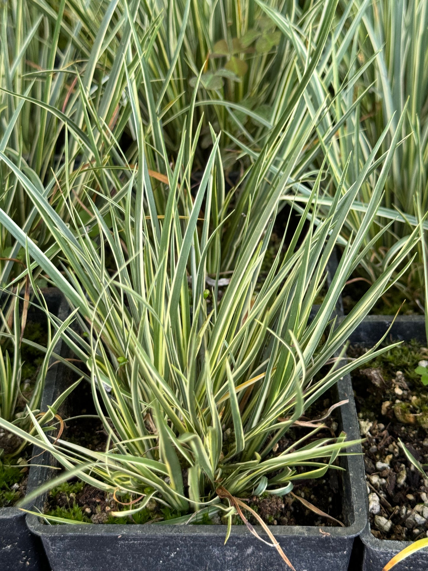 *RETAIL - Acorus gramineus 'Masamune'