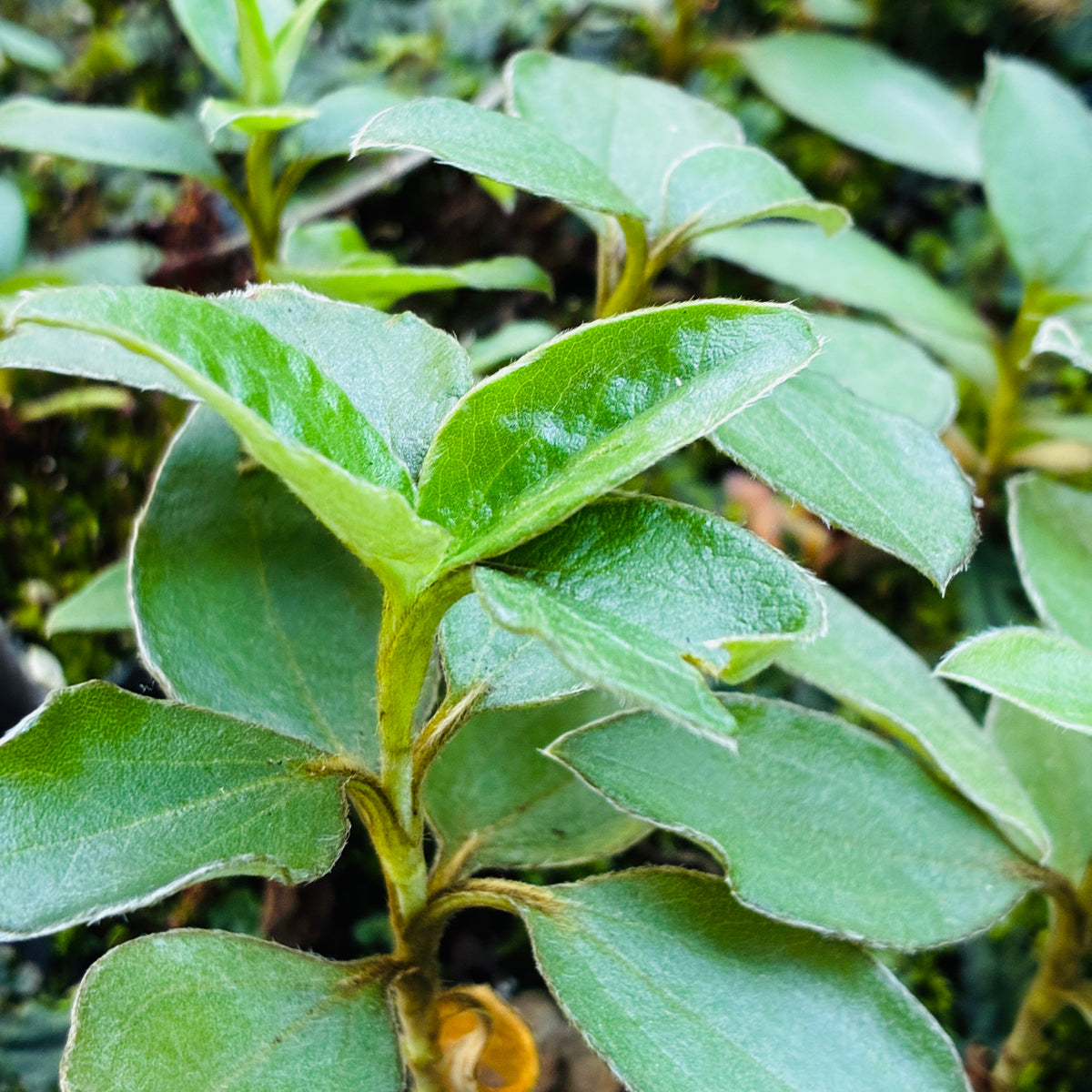 Cistus laurifolius