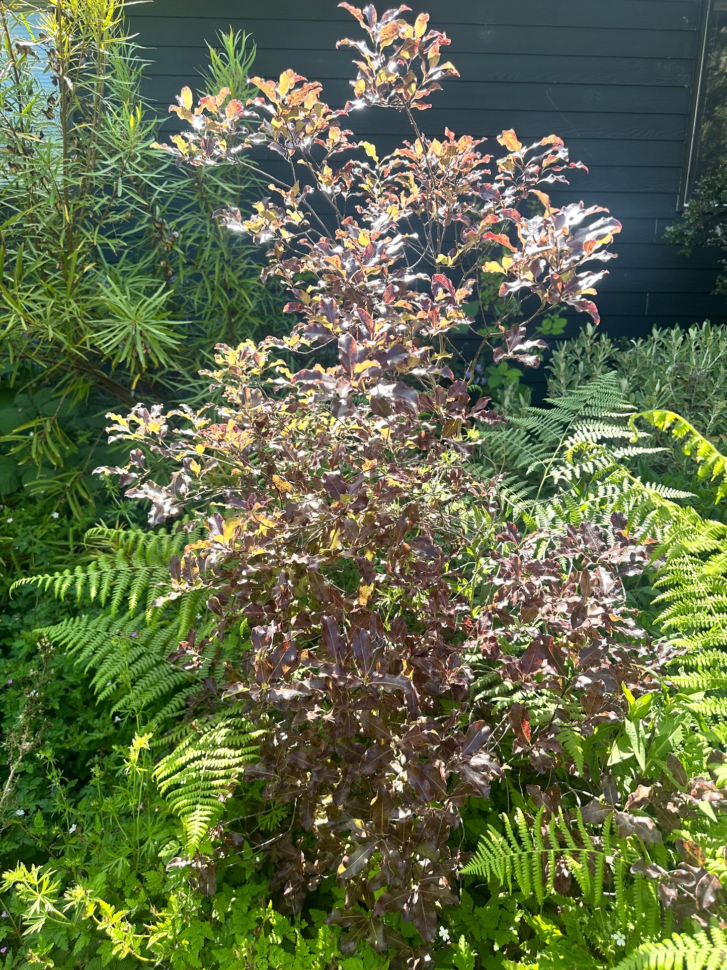 *RETAIL - Pittosporum tenuifolium 'Atropurpureum'