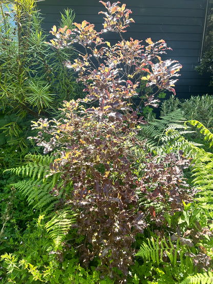 *RETAIL - Pittosporum tenuifolium 'Atropurpureum'