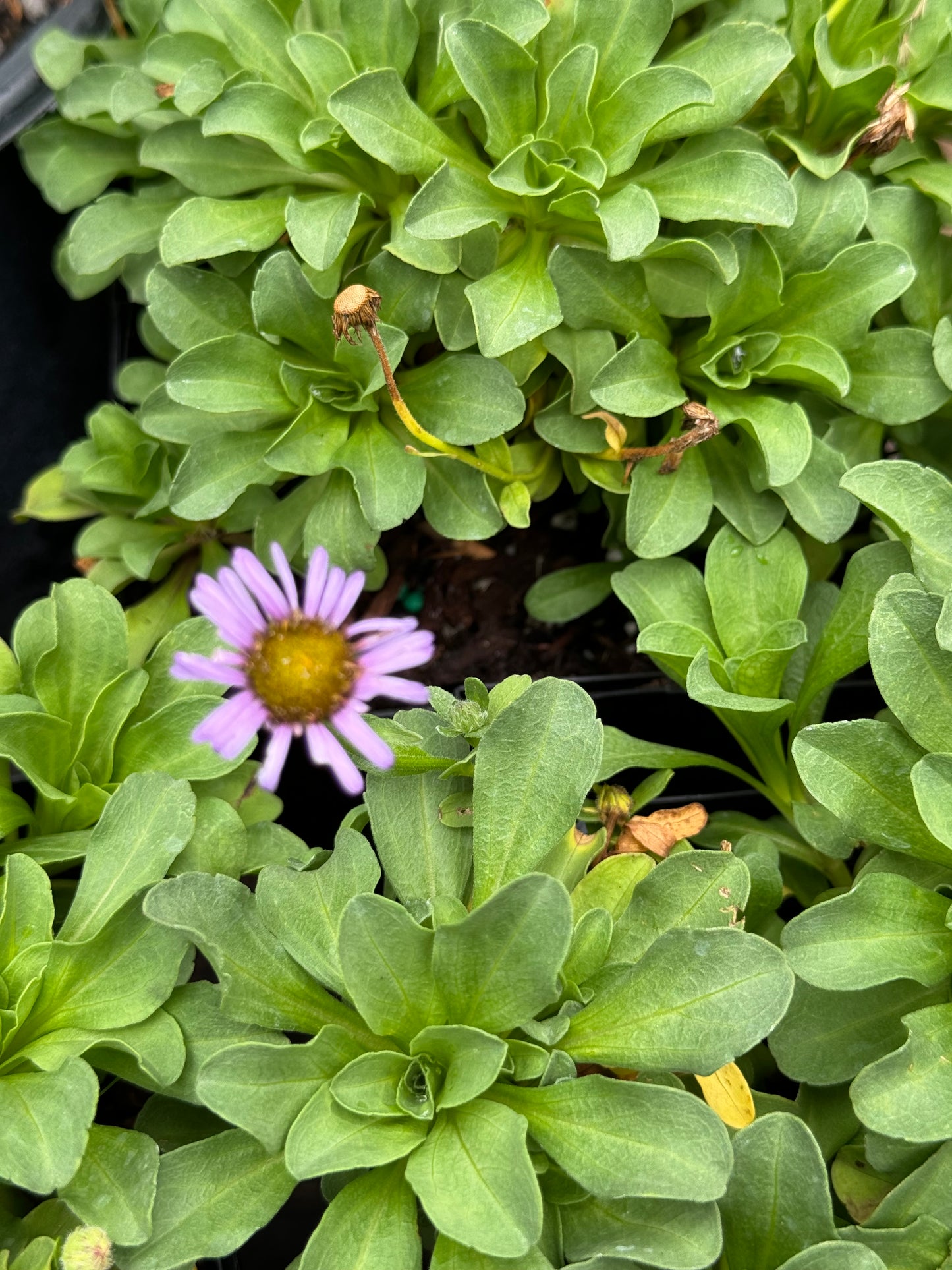 *RETAIL - Erigeron glaucus 'Cape Sebastian'