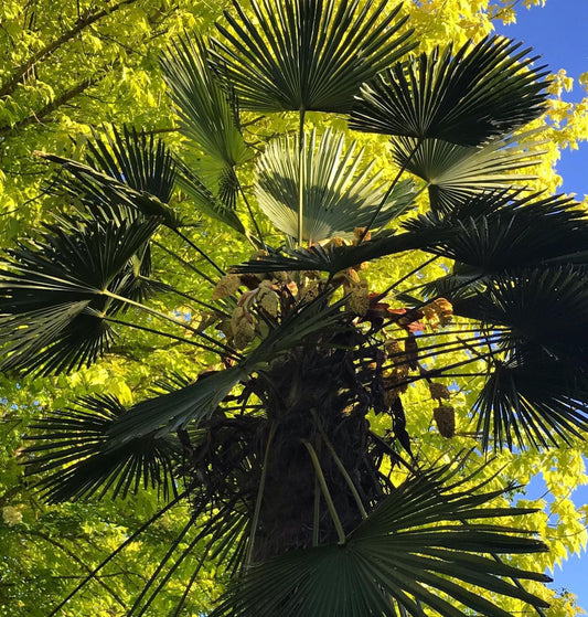 *RETAIL - Trachycarpus wagnerianus