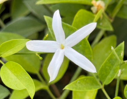 Jasminum angulare