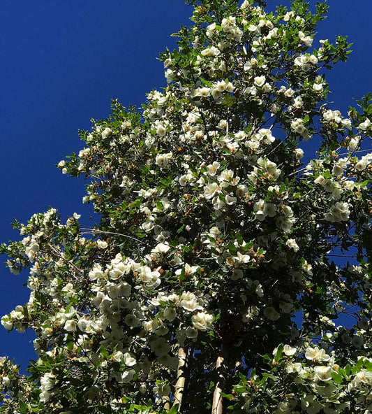 Eucryphia x nymansensis 'Nymansay'