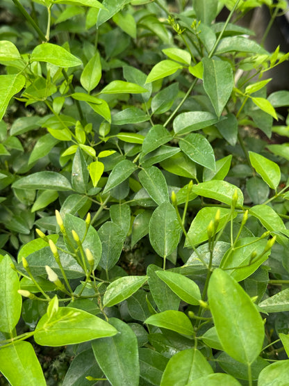 Jasminum angulare