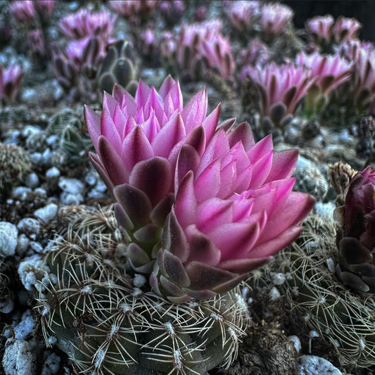 *RETAIL - Gymnocalycium bruchii