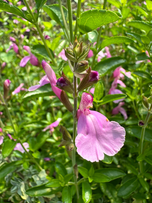 Salvia greggii 'Playa Rosa'