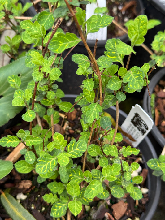 *RETAIL - Lonicera japonica 'Aureoreticulata'