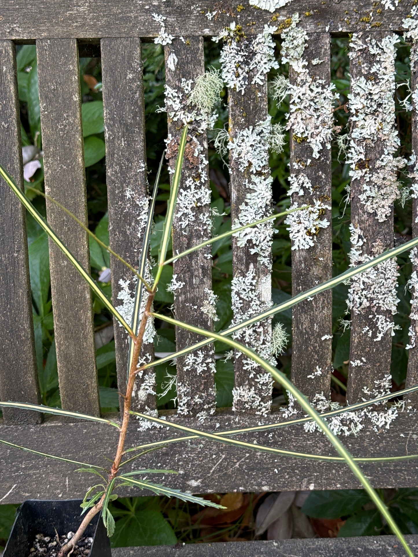 Pseudopanax crassifolius (green-leafed seedlings)